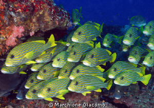 Running
Nikon D200,12-24 zoom Nikon,twin strobo
Gili Tr... by Marchione Giacomo 